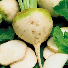 Witte biet Albina Vereduna BIO - Ferme de Sainte Marthe