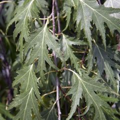 Betula pendula Crispa - Ruwe berk