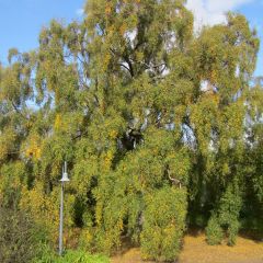 Betula pendula Tristis - Ruwe berk