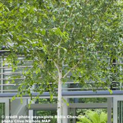 Betula utilis jacquemontii - Chinese berk