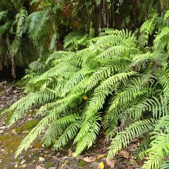 Blechnum novae-zelandiae - Dubbelloof