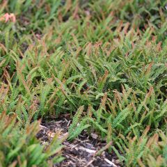 Blechnum penna-marina - Dubbelloofvaren