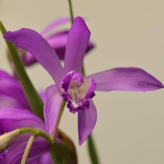 Bletilla striata Soryu Blue Dragon - Japanse orchidee