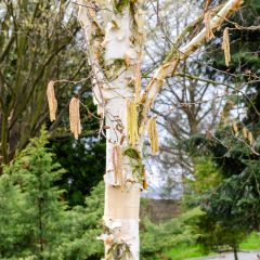 Betula albosinensis Fascination - Chinese berk