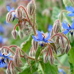Bernagie - Borago officinalis