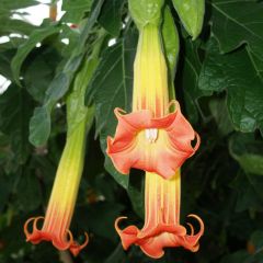 Brugmansia sanguinea - Rode engelenbazuin