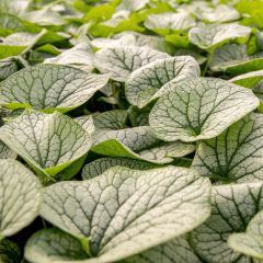 Brunnera macrophylla Alexanders Great - Kaukasisch vergeet-mij-nietje