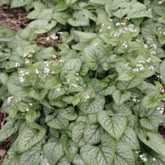 Brunnera macrophylla Mr Morse - Kaukasisch vergeet-mij-nietje