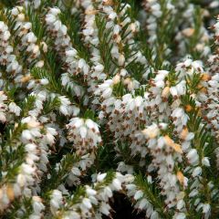 Erica darleyensis Silberschmelze - Winterheide