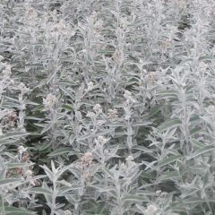 Buddleja Silver Anniversary - Vlinderstruik