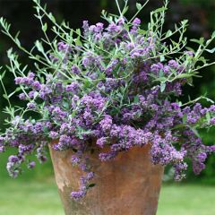 Buddleja alternifolia Unique - Vlinderstruik