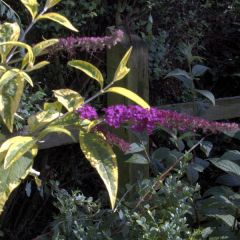 Vlinderstruik Masquerade - Buddleja davidii