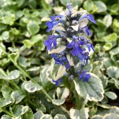 Ajuga reptans Variegata - Kruipend zenegroen