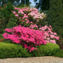 Buxus sempervirens Suffruticosa - Palmboompje