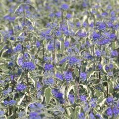 Caryopteris clandonensis White Surprise - Blauwbaard