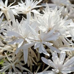 Colchicum autumnale Alboplenum - Herfsttijloos