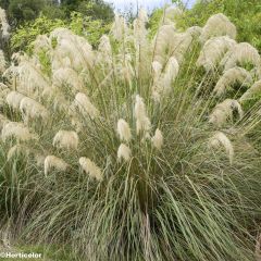 Cortaderia richardii - Pampasgras