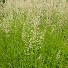 Calamagrostis acutiflora Waldenbuch - Struisriet