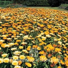 Calendula officinalis Citrus Cocktail (zaad) - Goudsbloem