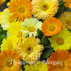 Calendula officinalis Fruit Twist (zaad) - Goudsbloem