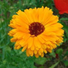 Calendula officinalis (zaad) - Goudsbloem