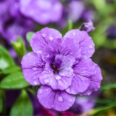 Calibrachoa Can-Can Rosies Blue