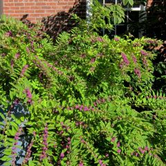 Callicarpa dichotoma Issai - Schoonvrucht