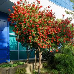 Callistemon rigidus - Lampenpoetser