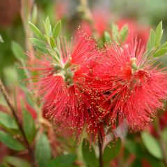Callistemon x laevis - Lampenpoetser