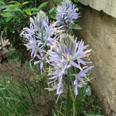 Camassia Zwanenburg Wisteria Blue - Prairielelie