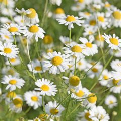 Duitse kamille BIO - Matricaria recutita