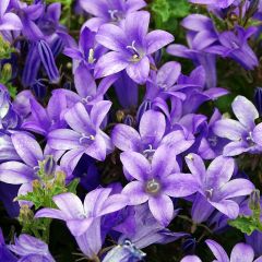 Campanula portenschlagiana - Dalmatiëklokje