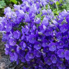 Campanula carpatica - Karpatenklokje