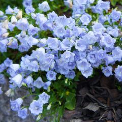 Campanula cochleariifolia Elizabeth Oliver - Klokje