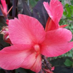 Canna Felix Roux - Indisch bloemriet