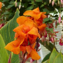 Canna Striata - Indisch bloemriet