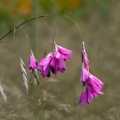 Dierama pulcherrimum - Engelenhengel