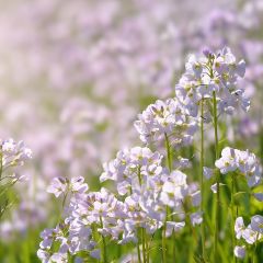Cardamine pratensis - Pinksterbloem