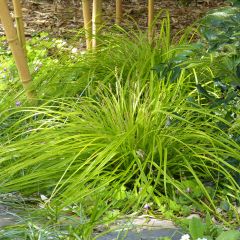 Carex oshimensis Everillo - Japanse zegge