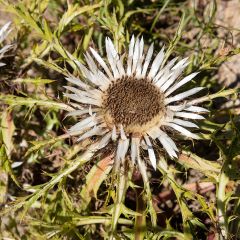 Carlina acaulis ssp. simplex Bronze - Zilverdistel