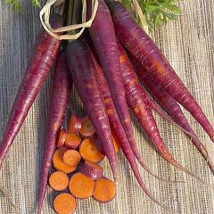 Wortel Cosmic Purple BIO - Ferme de Sainte Marthe