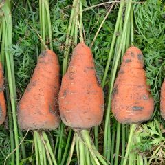 Wortel Chantenay met rode kern