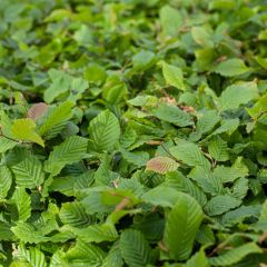 Carpinus betulus - Haagbeuk