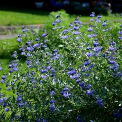 Caryopteris clandonensis Heavenly Blue - Blauwe spirea