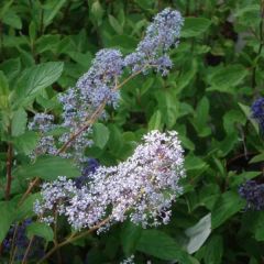 Ceanothus delilianus - Amerikaanse sering