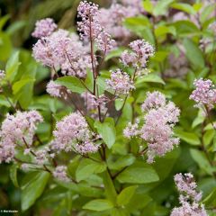 Ceanothus pallidus Marie Rose - Amerikaanse sering