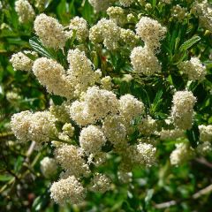 Ceanothus thyrsiflorus Millerton Point - Amerikaanse sering