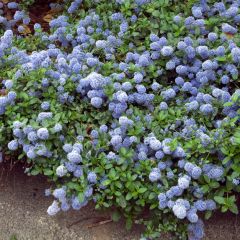 Ceanothus thyrsiflorus Repens - Amerikaanse sering