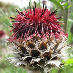 Centaurea atropurpurea - Korenbloem