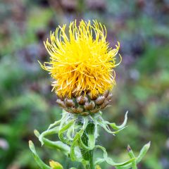Centaurea macrocephala - Gele korenbloem